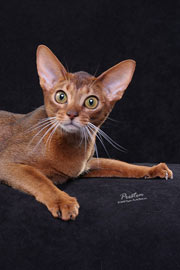 GC, NW Abyzona's Sparkler, ruddy Abyssinian female