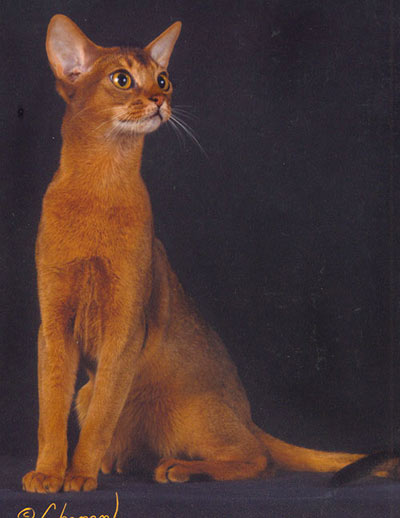 GC Bojangles Napoleon Bunny Part, ruddy Abyssinian male GC Bojangles Napoleon Bunny Part, ruddy Abyssinian male