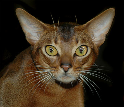 GC Instincts Prince Charles, ruddy Abyssinian male GC Instincts Prince Charles, ruddy Abyssinian male