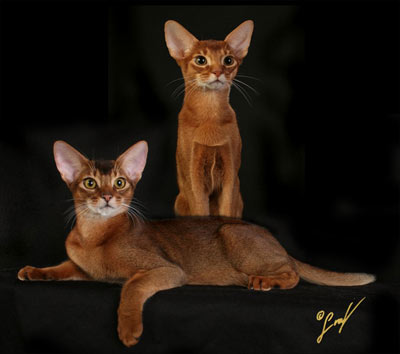 CH, GP, DW Lalima Garibaldi, red Abyssinian neuter, GP, DW Lalima Lorenzo di Credi, ruddy Abyssinian neuter