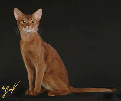 GC, DW Lalima Talisman, red Abyssinian male