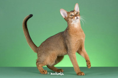 GP Masmera Sinarsuria, ruddy Abyssinian neuter