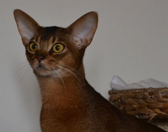 Baton Rouge Pavarotti di Habashat, ruddy Abyssinian Male