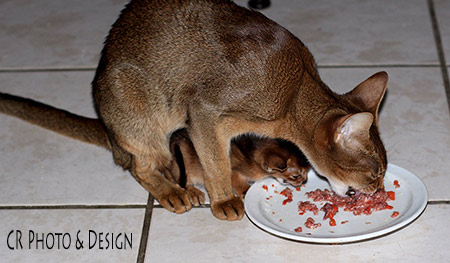 Abyssinian cat mother with her kitten Abyssinian cat mother with her kitten