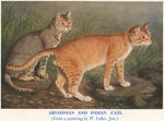 Abyssinian and Indian Cat Painting