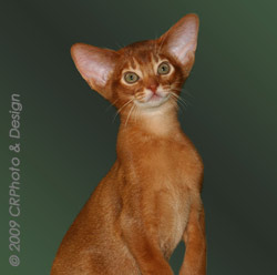 RW Anqet Kiskindha Empireofholymonkeys, red Abyssinian male kitten RW Anqet Kiskindha Empireofholymonkeys, red Abyssinian male kitten