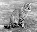 Caffre Cat (Felis Libyca)