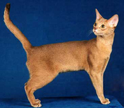 GC Purssynian Jambe Finite, DM, fawn Abyssinian male and highest scoring DM cat with 58 grands to his record
