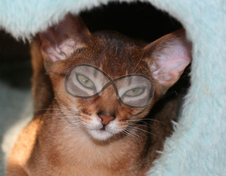 ruddy Abyssinian male